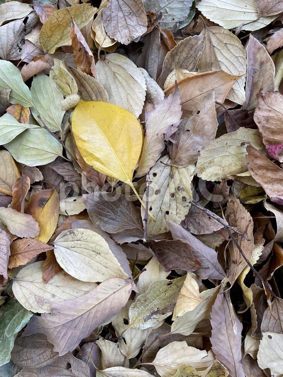 落ち葉の絨毯４ 落ち葉,秋,冬の写真素材