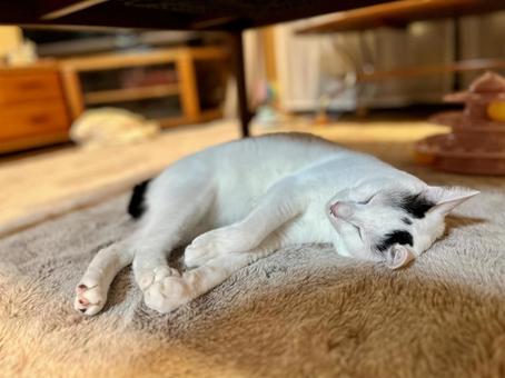 Photo, cat, cute, a pet, 
