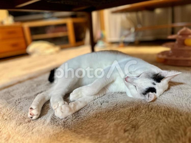 テーブルの下で爆睡オトちゃん ねこ,可愛い,ペットの写真素材
