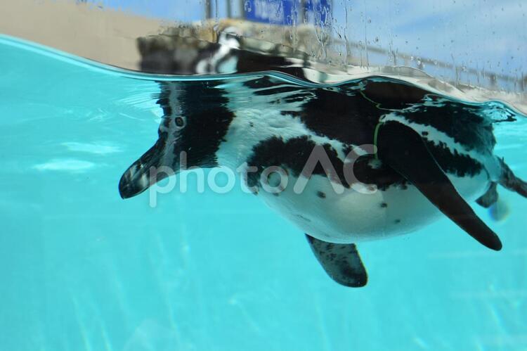 泳いでいるところ失礼します。 ペンギン,水の中,かわいいの写真素材