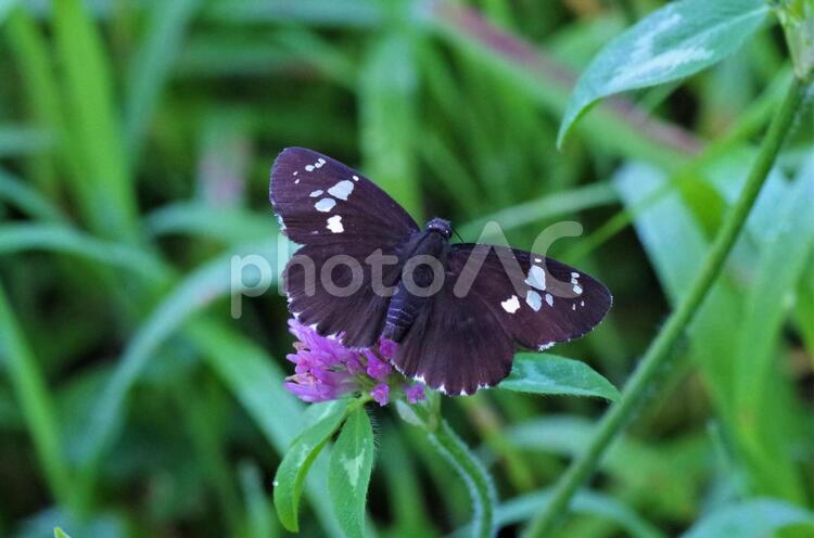 原っぱで見かけたダイミョウセセリ ダイミョウセセリ,セセリチョウ,チョウの写真素材