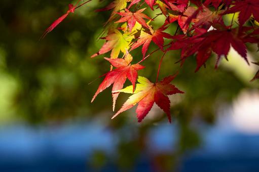 秋の風景　赤く染まりゆくモミジ 紅葉,もみじ,紅葉狩りの写真素材
