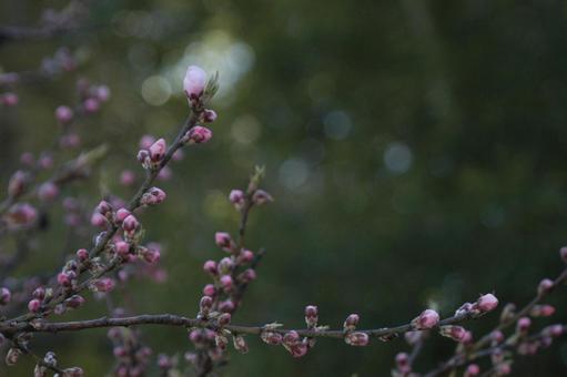 桃の花 花,ピンク,桃の写真素材