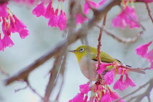 White-eye and Kanhizakura, JPG