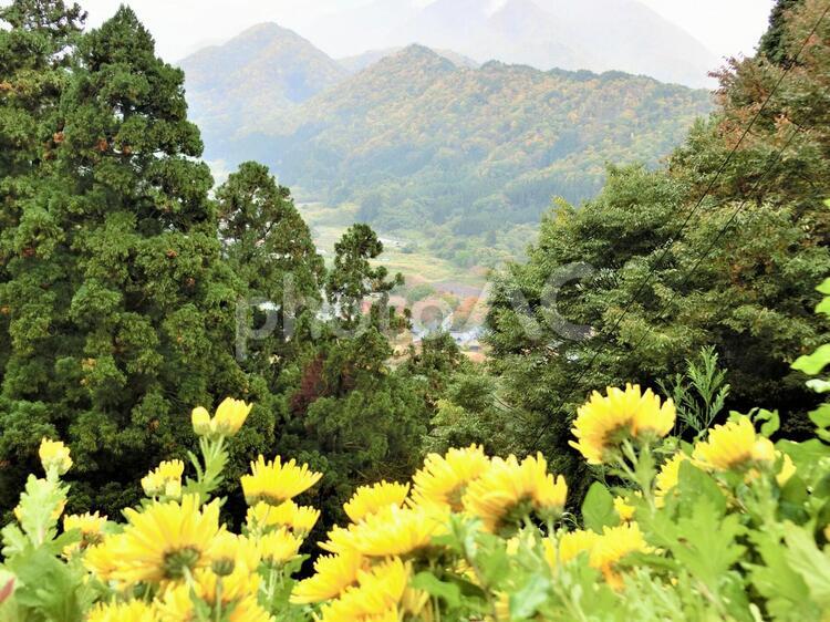 花咲く山の風景【山形】山寺 立石寺 山寺,花,黄色の写真素材