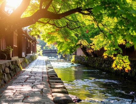 夏の川沿い石畳と新緑のもみじ日本の風景2 夏の川沿い石畳と新緑のもみじ日本の風景2の写真