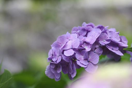 紫のきれいな紫陽花 紫のきれいな紫陽花の写真