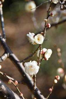 Plum (Tamabotan), JPG Plum (Tamabotan), JPG
