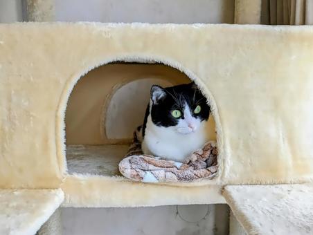 ハウスからのぞく猫 ハウスからのぞく猫 ネコ,ねこ,キャットタワーの写真素材
