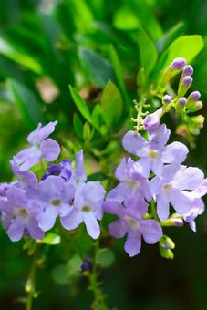 8月中旬の庭の陽の当たるデュランタの花 8月中旬の庭の陽の当たるデュランタの花の写真