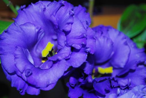 トルコギキョウ二輪 トルコギキョウ二輪 クローズアップ,ブルー,パープルの写真素材