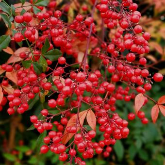 南天 南天 南天,ナンテン,木の写真素材