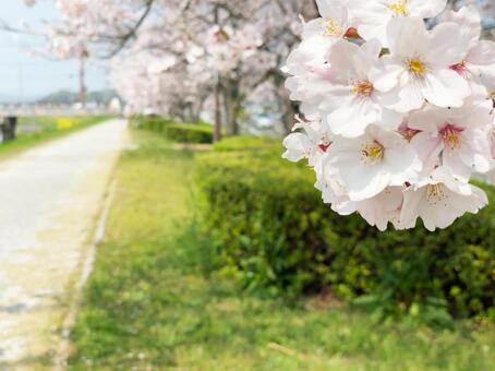 桜と風景_01 桜と風景_01 桜,さくら,サクラの写真素材