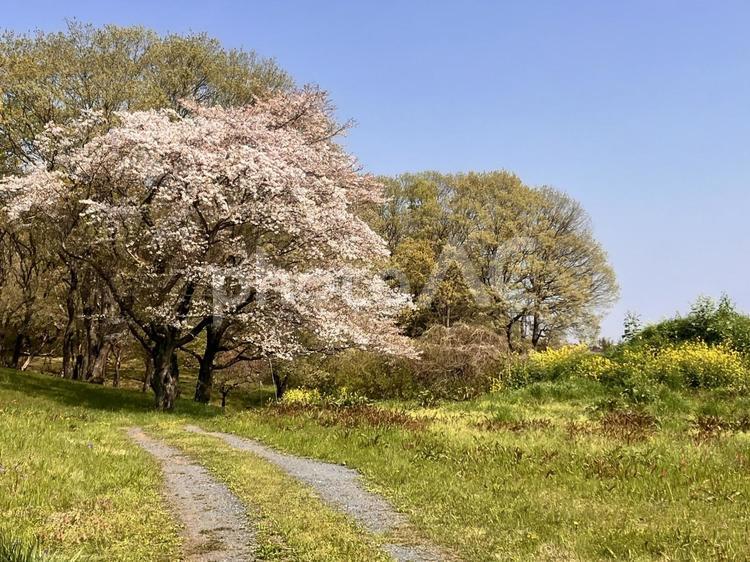 桜と菜の花 用水路,緑,のどかの写真素材