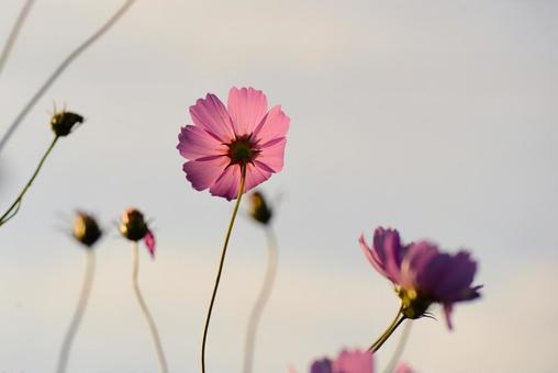 コスモスの裏側 花,アキザクラ,秋桜の写真素材