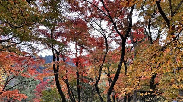 Autumn in Arashiyama, Kyoto 4, JPG Autumn in Arashiyama, Kyoto 4, JPG