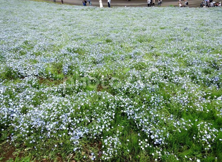 昭和記念公園　ネモフィラ ネモフィラ,花,昭和記念公園の写真素材