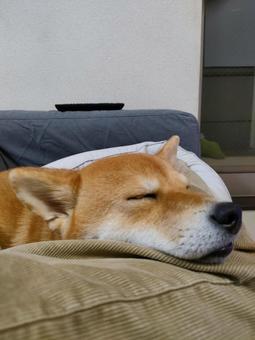 あご乗せして眠る柴犬です！ 犬,シバ,shibainuの写真素材