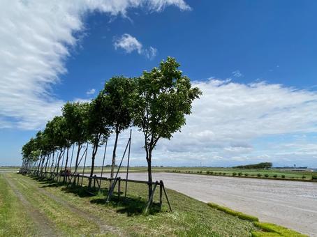 越後平野の稲架木の写真