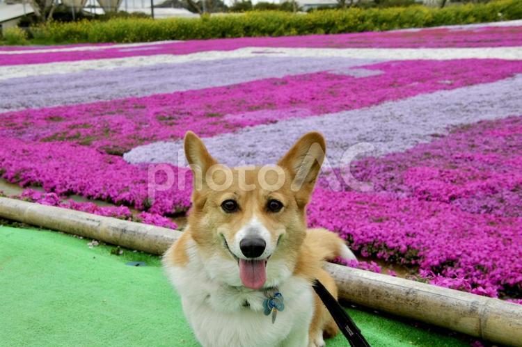 芝桜とコーギー2 コーギー,犬,ペットの写真素材