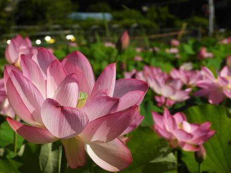 夏の光り 夏の光りの写真