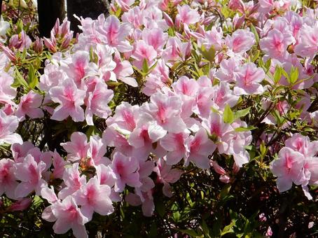 [Flower photo] Azalea flowers, JPG