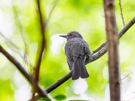 枝にとまるヒヨドリ 枝にとまるヒヨドリの写真