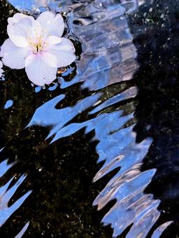 水と桜 水と桜の写真