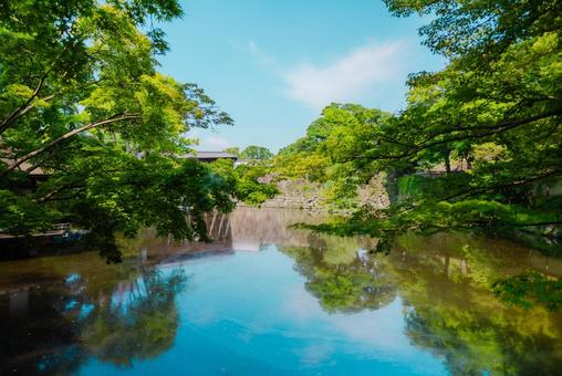 【和歌山】和歌山城 2025 【和歌山】和歌山城 2025 和歌山,和歌山城,植物の写真素材