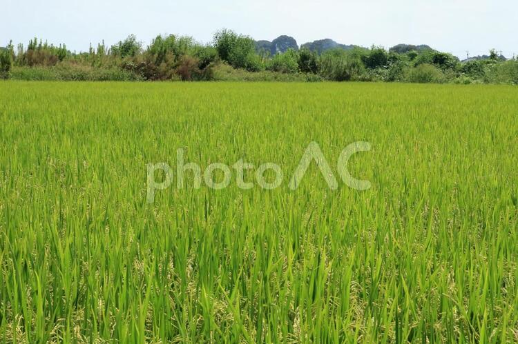 田舎の風景（稲穂） 稲穂,田舎,風景の写真素材