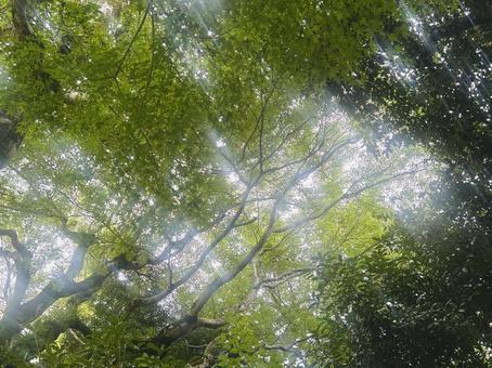 木漏れ日 癒し,ハイキング,緑の写真素材