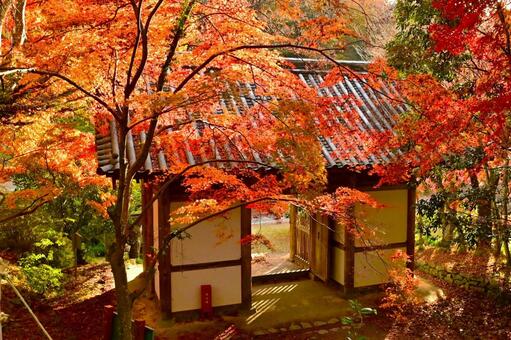 秋の伽耶院 紅葉,黄葉,紅葉狩りの写真素材
