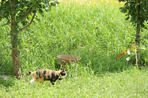 猫 猫の写真