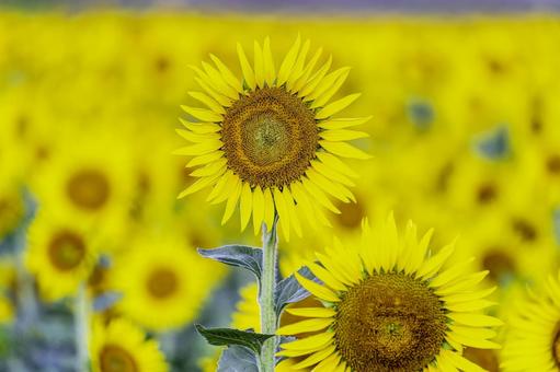 福岡-【柳川ひまわり園】 福岡-【柳川ひまわり園】 ひまわり,花,植物の写真素材