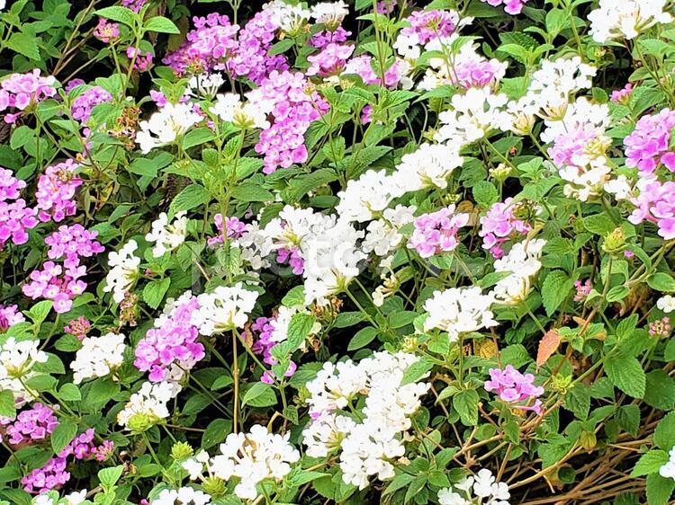 白と紫のお花 お花,花びら,植物の写真素材