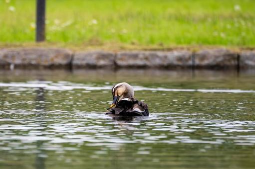 Spot-billed Duck ⑺, JPG Spot-billed Duck ⑺, JPG