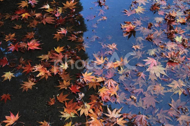 濡れ紅葉 落ち葉,紅葉,水たまりの写真素材