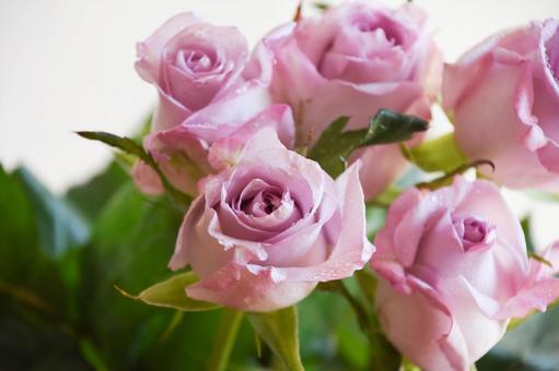 紫のばらの写真