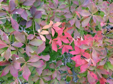 紅葉〜ドウダンツツジ〜 秋,紅葉,ドウダンツツジの写真素材