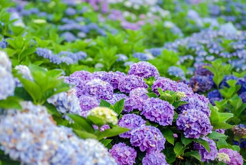 <五島の風景>梅雨の風景と紫陽花の花 <五島の風景>梅雨の風景と紫陽花の花の写真