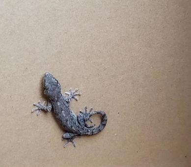 ヤモリ ヤモリ ヤモリ,やもり,家守の写真素材