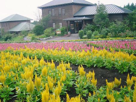 お花畑 黄色 お花畑 黄色の写真