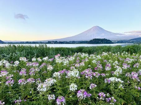 クレオメと富士山 クレオメと富士山の写真