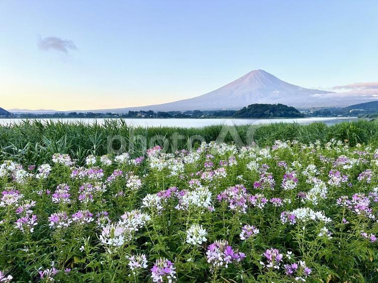 クレオメと富士山 富士山,クレオメ,河口湖の写真素材