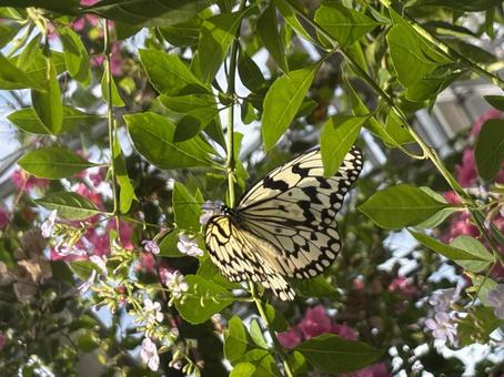 蝶々 自然 昆虫 蝶々 自然 昆虫 の写真