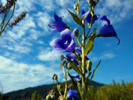 夏空に咲いた紫のキキョウ キキョウ,花,夏の写真素材