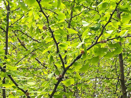 銀杏が実ってきたイチョウの木11 銀杏が実ってきたイチョウの木11 イチョウ,銀杏,実の写真素材