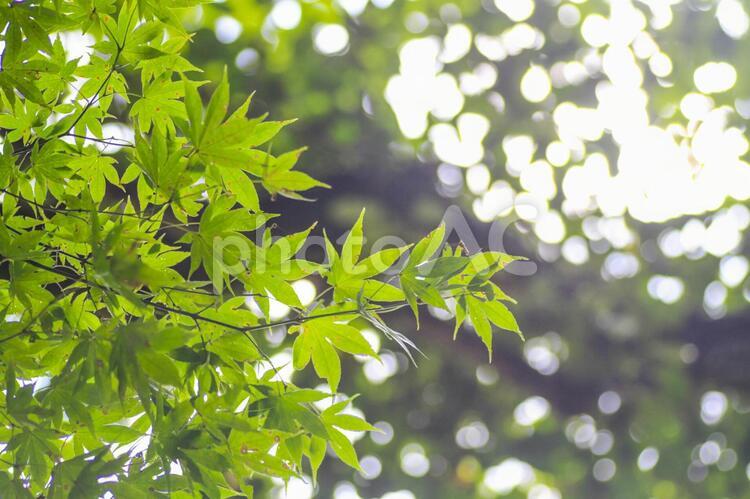 木漏れ日と新緑 新緑,木漏れ日,楓の写真素材