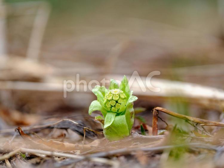 ふきのとう ふきのとう,フキノトウ,蕗の薹の写真素材