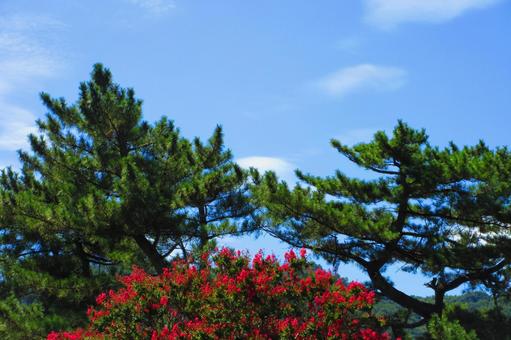 長野県-信濃国分寺跡史跡公園-百日紅と松 長野県-信濃国分寺跡史跡公園-百日紅と松の写真